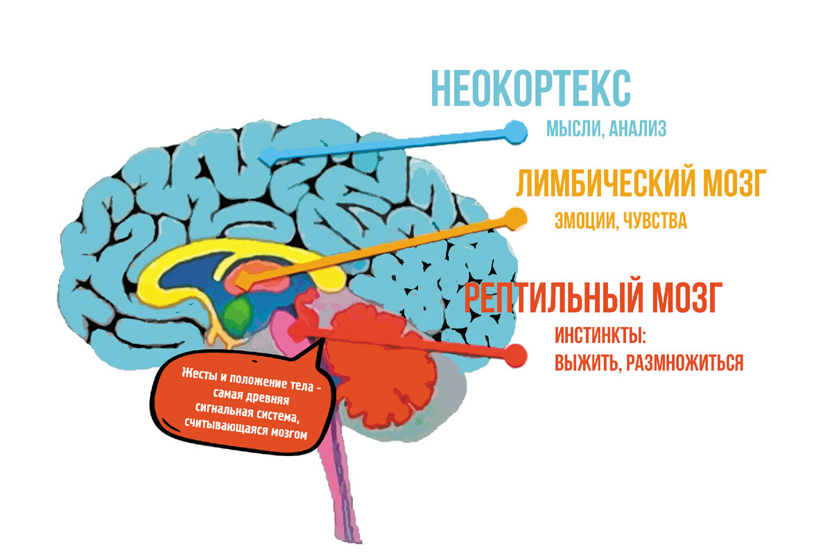 «Рептильный мозг – самый древний. Когда неокортекса еще не существовало, люди не умели общаться с помощью слов. Люди вступали в коммуникацию с помощью первой сигнальной системы -жестами и позами