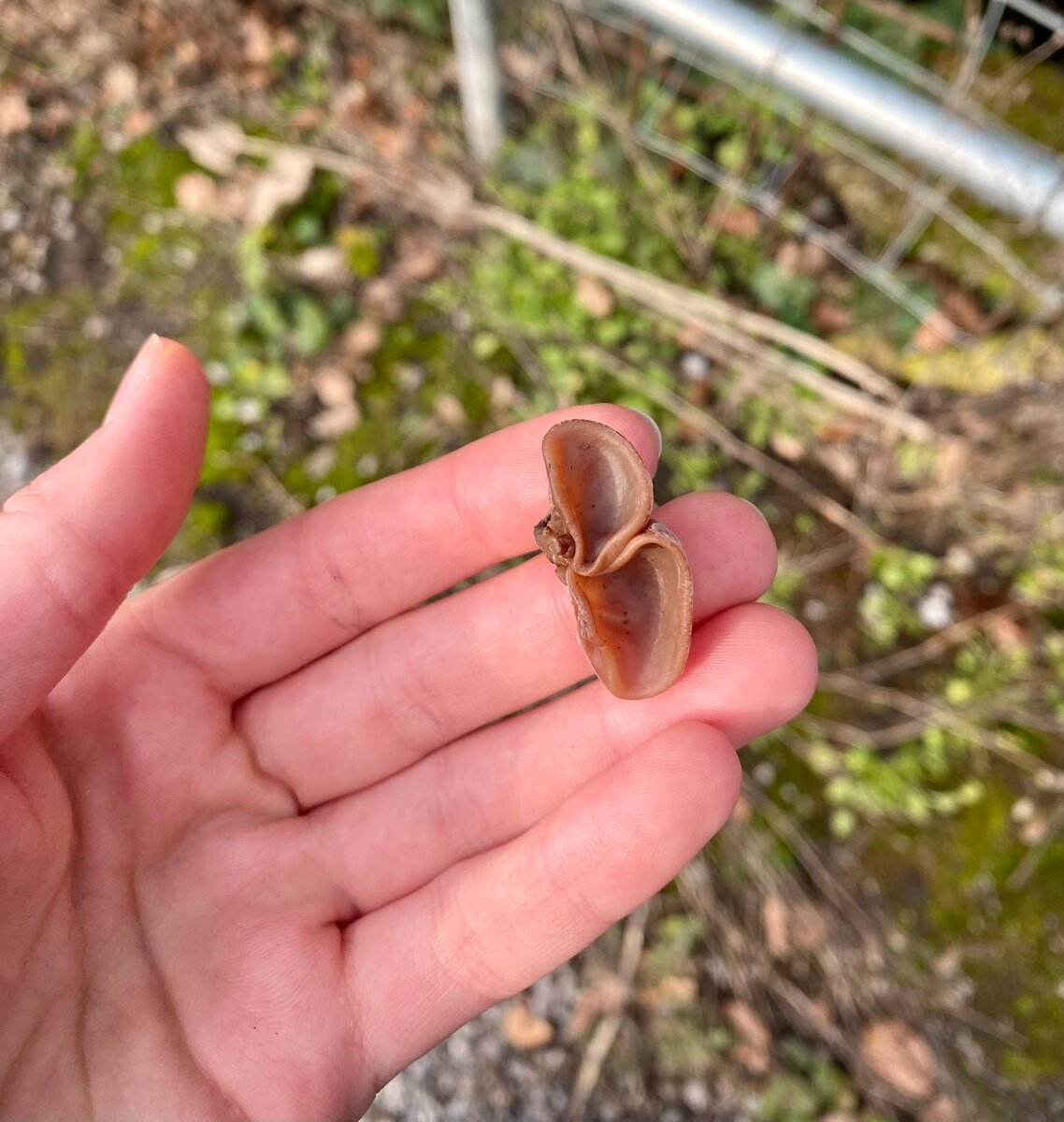  Auricularia auricula-judae