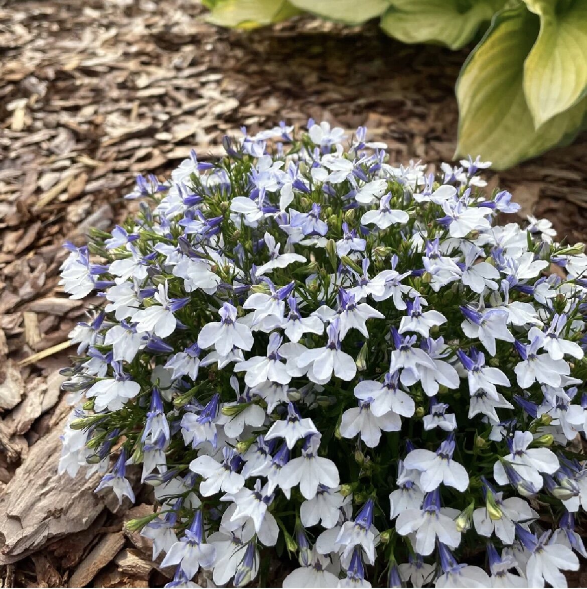 Двухцветная Лобелия из семян в моем цветнике, лето 2022г