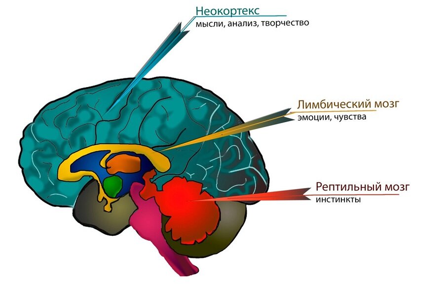 Эмоциональные системы: концепция триединого мозга | Наука, психология, мозг  | Дзен