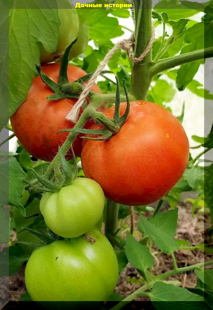 Урожайная двадцатка: старинные сорта томатов, удачные новинки и проверенныеопытом других огородников гибриды