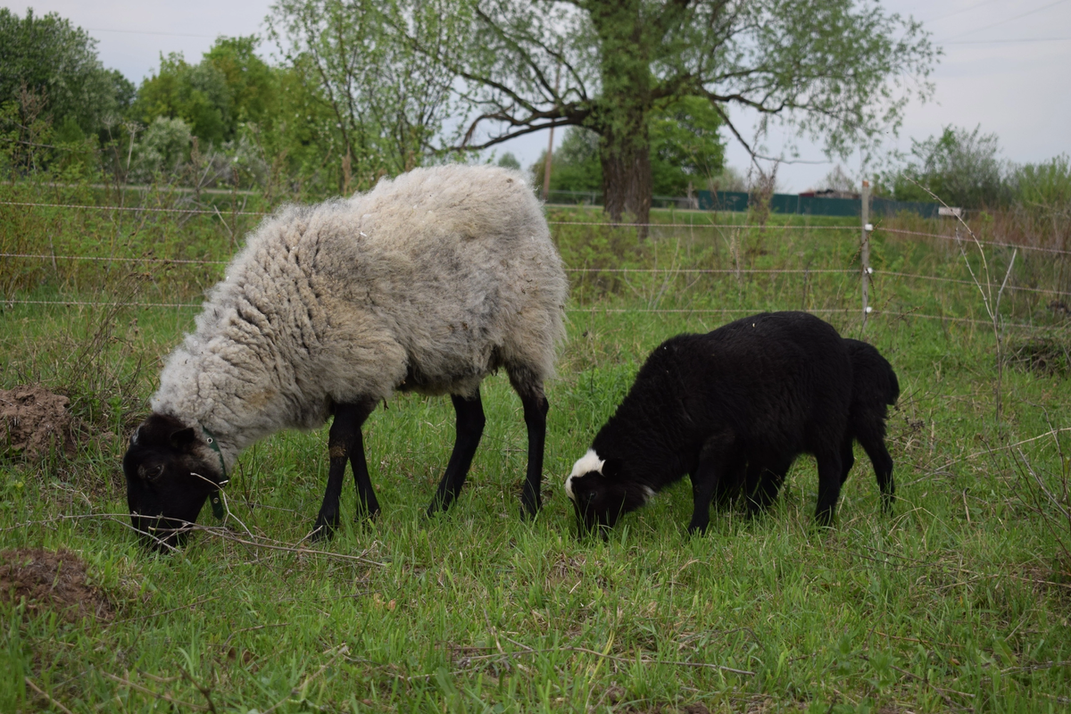 Ягнята хорошо пасутся с мамой