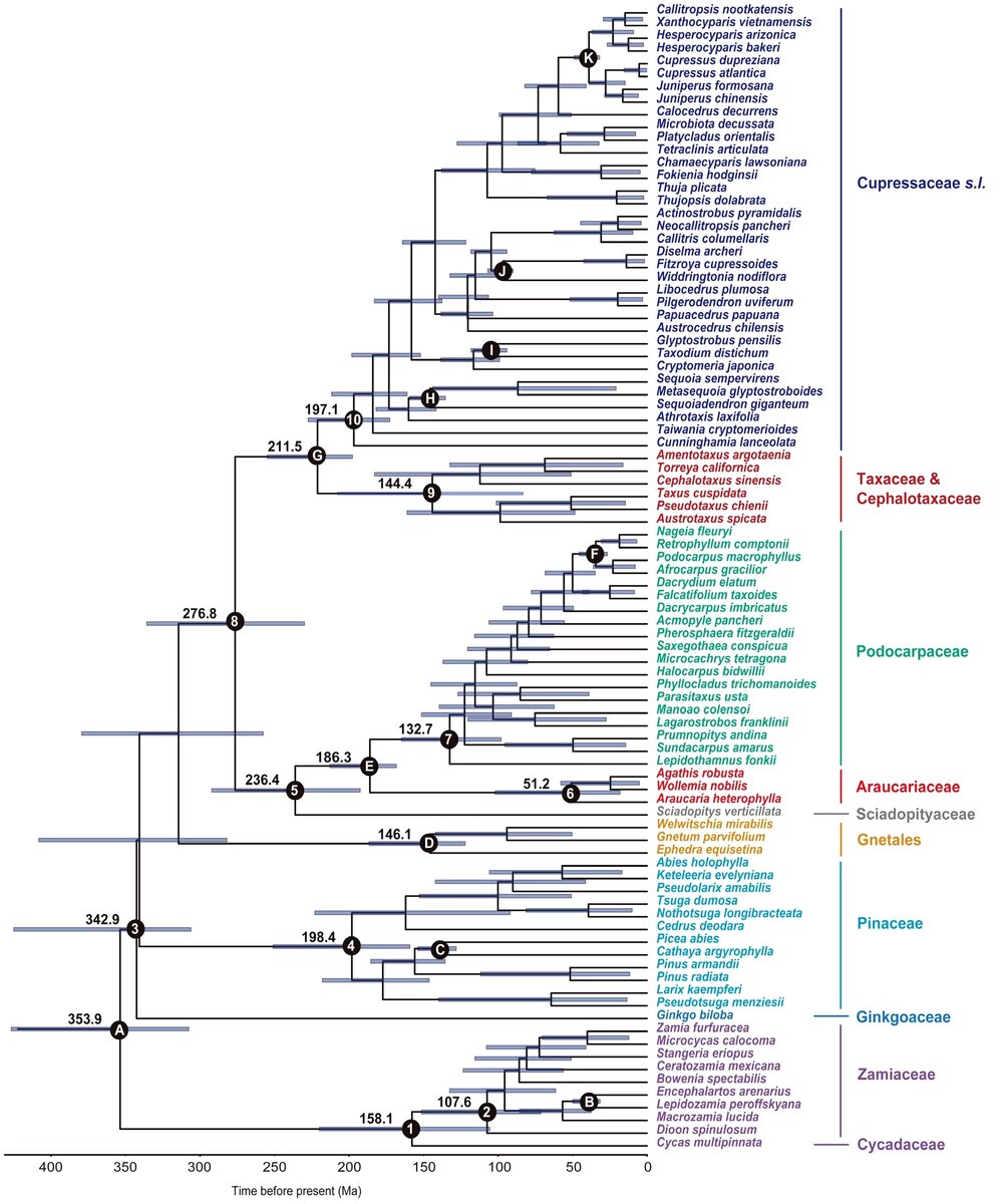 Филогенетическая реконструкция, сделанная по двум монокопийным ядерным генам. Это очень надежный, проверенный метод. Филогения, естественно, калибрована по окаменелостям. В ней отражено не только родство разных групп, но и время их дивергенции (расхождения). 
