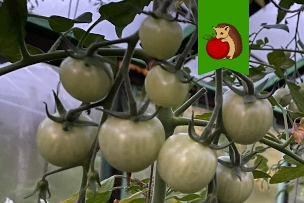 Когда нужно сеять помидоры на рассаду? Благоприятные дни в марте 2023 года