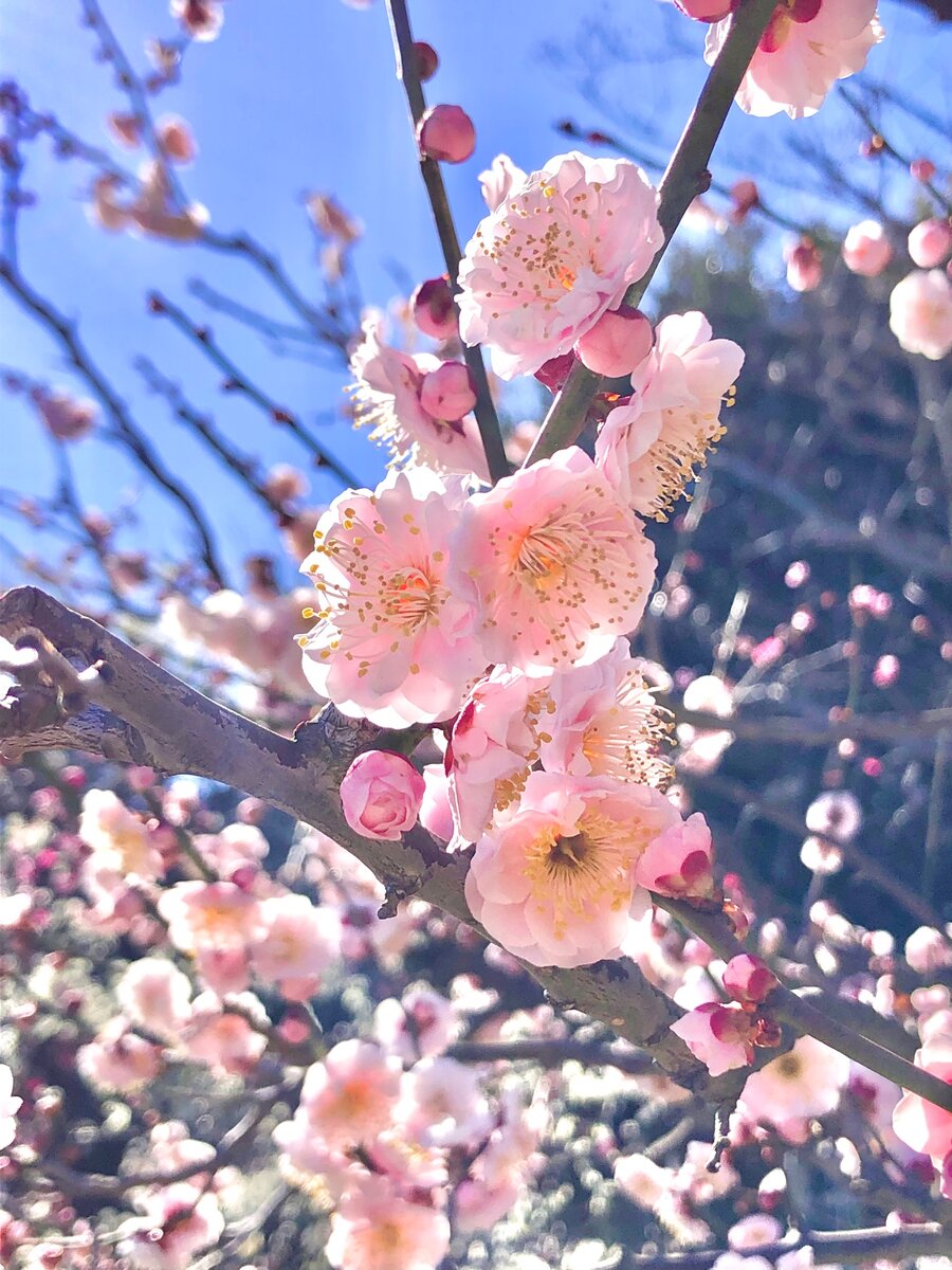 Как отличить цветки сакуры от сливы и персика 🌸 | Konnichiwa Club | Всё о  Японии | Дзен