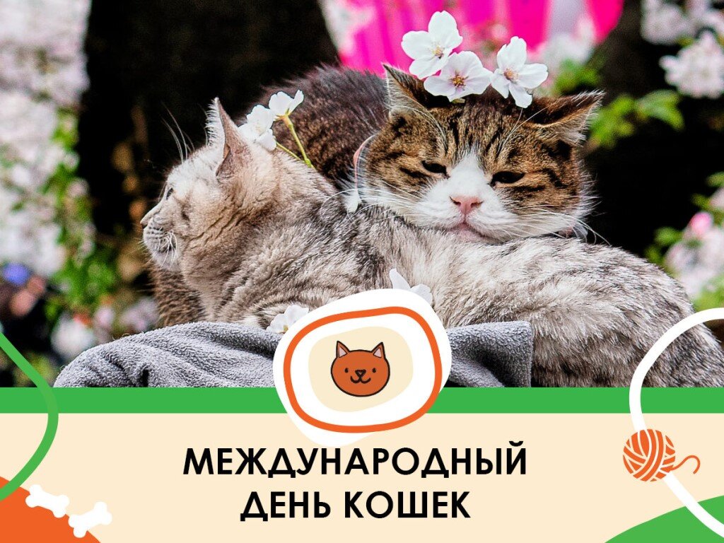 Как выглядит стригущий лишай у кошек