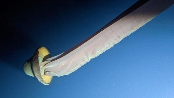 Источник фото: скриншот видео /MBARI