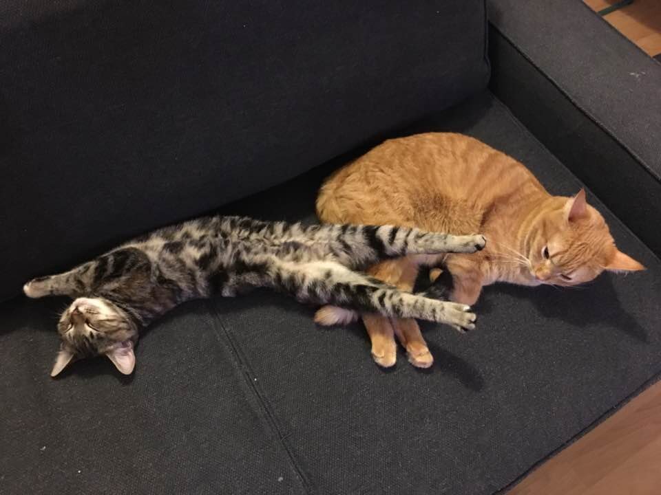 Ириска всего боится. Но не тогда, когда спит :-)