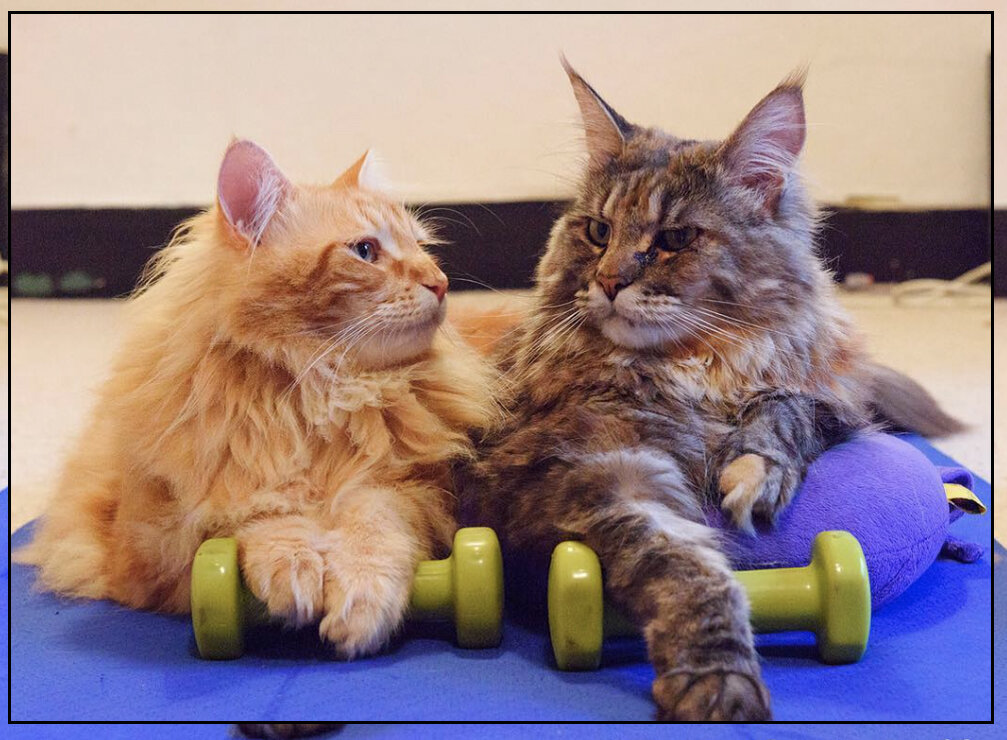Мы тренируемся, фото инстаграмм themainecoonlife
