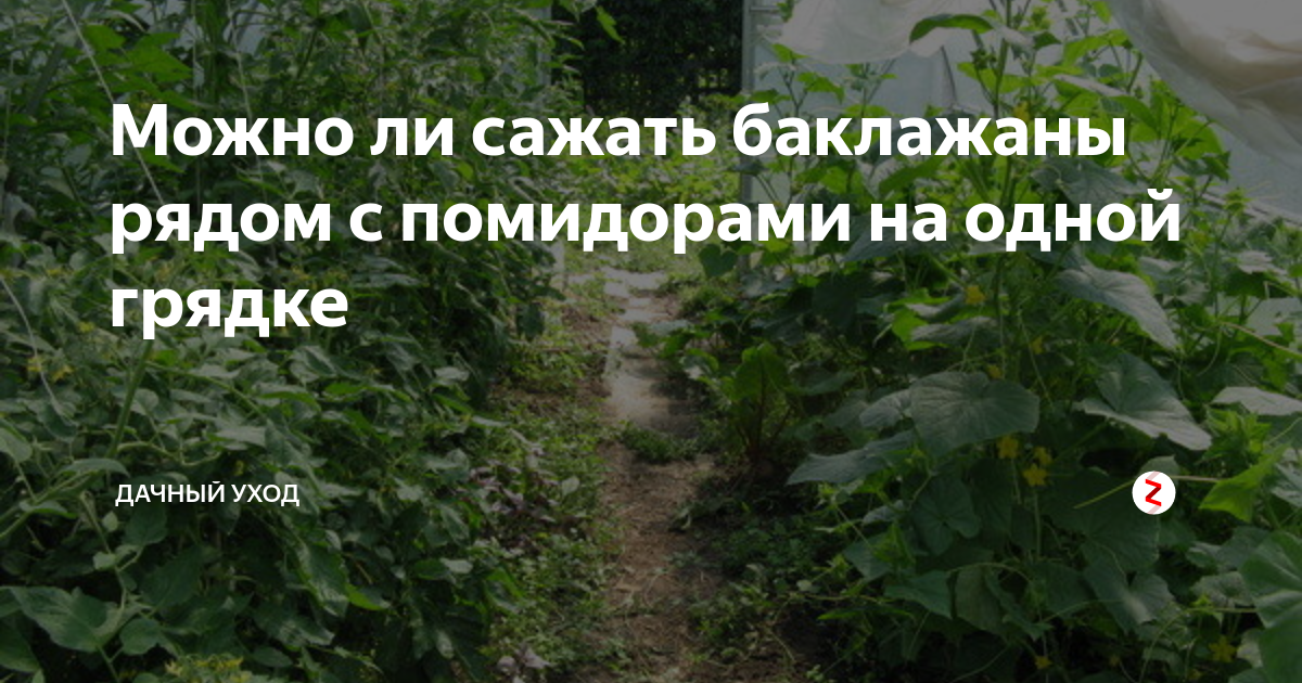 Можно сажать баклажаны рядом с луком. Когда сажать баклажаны на рассаду. С чем сажать баклажаны на одной грядке. С чем можно посадить баклажаны на одной грядке. С чем можно сажать баклажаны на одной грядке в открытом грунте.