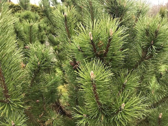 Очень люблю сосны (pine trees), а вот к пальмам (palm trees) - равнодушна. 