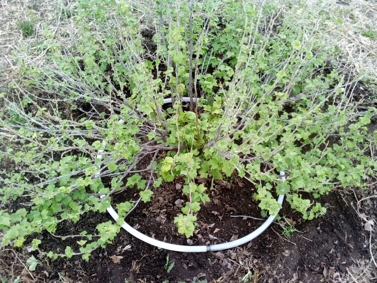  куст с кольцом