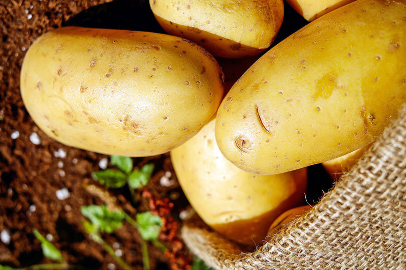 Крупная золотистая картошка после правильной подкормки