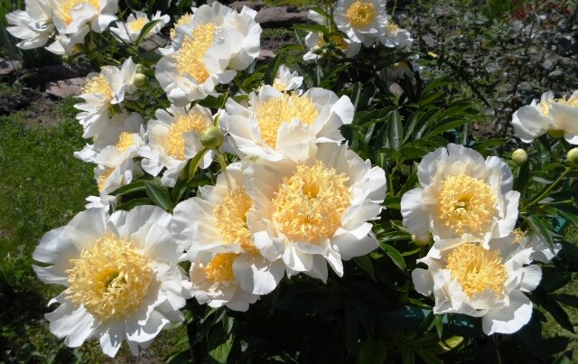 пион вэнити. пион polonez. пион рейнгольд. пион омео сноу. пион я видел будущее с кровожадным эрцгерцогом.