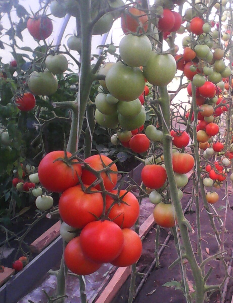 Сорта помидор в виде бусинок