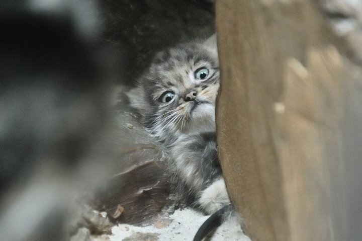 источник фото http://viralscape.com/pallas-cat/