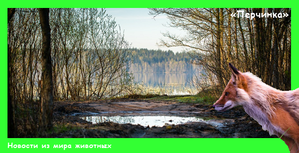 Лиса и ее ледяной дом