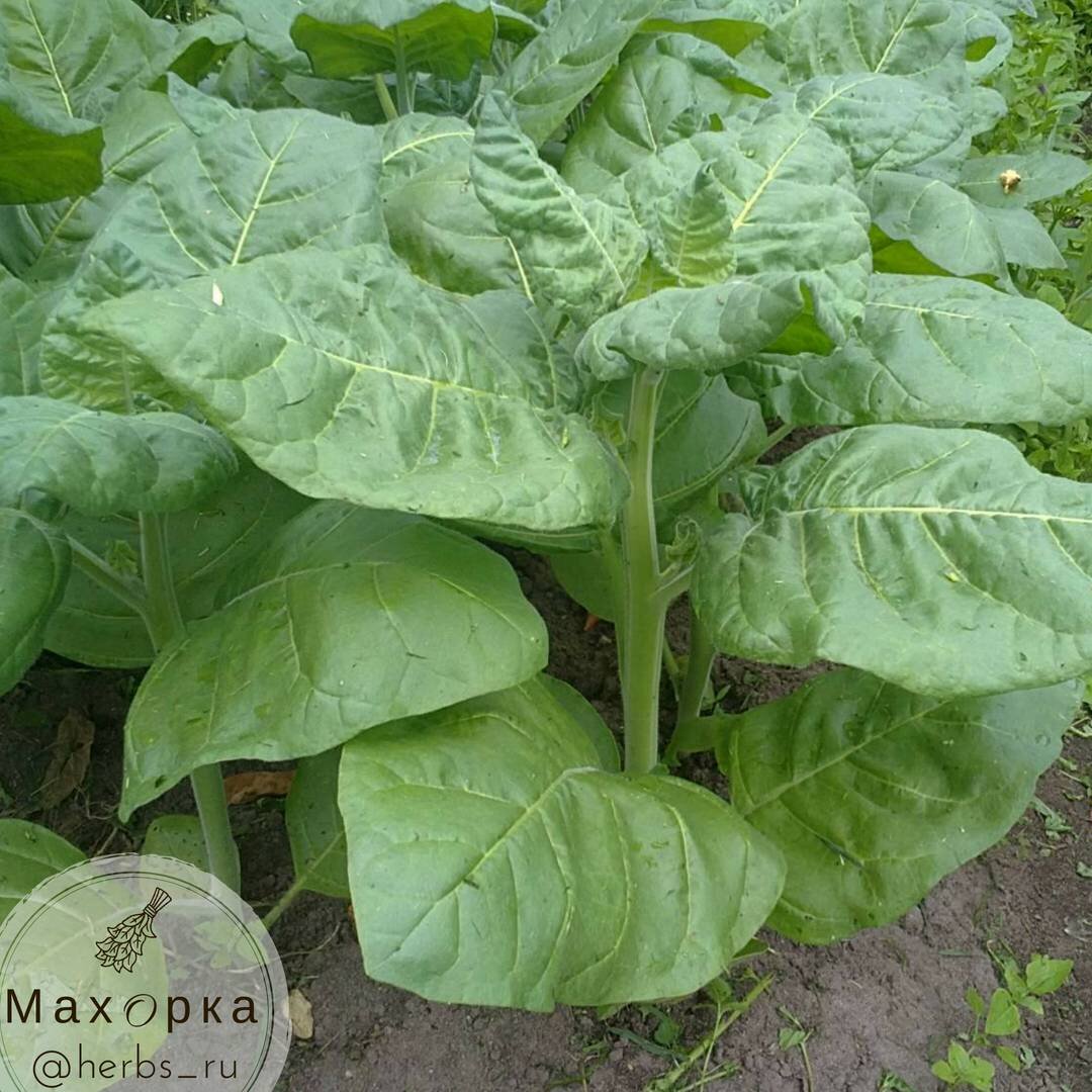 Махорка - табак. Раньше выращивался повсеместно!
