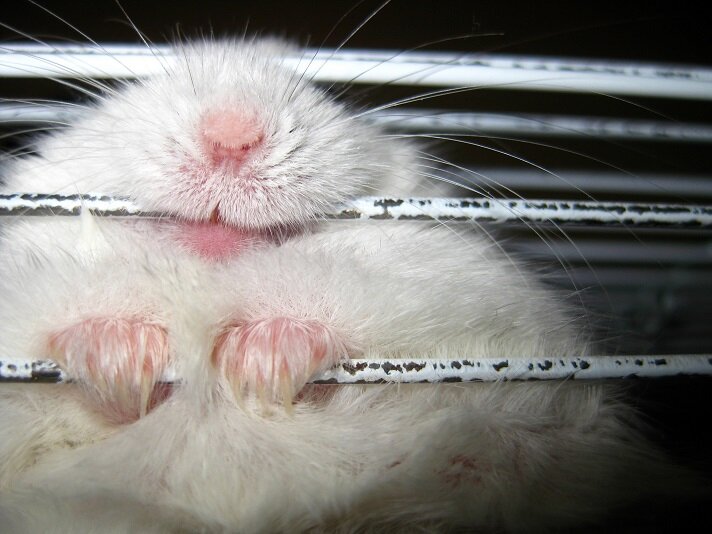 Причины, по которым хомяк грызет клетку: