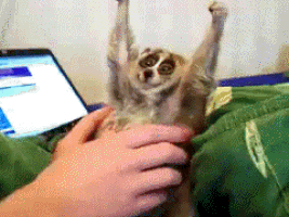 Делайте массажи и узбагойтесь. Цитаты великих лемуров