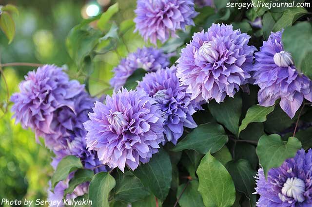 Клематис Diamantina