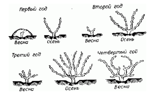 Схема веерной формировки винограда