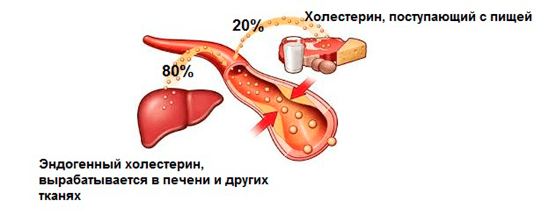 Печень повышает холестерин