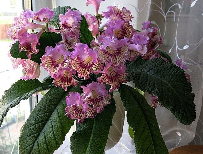 Стрептокарпус Bridie