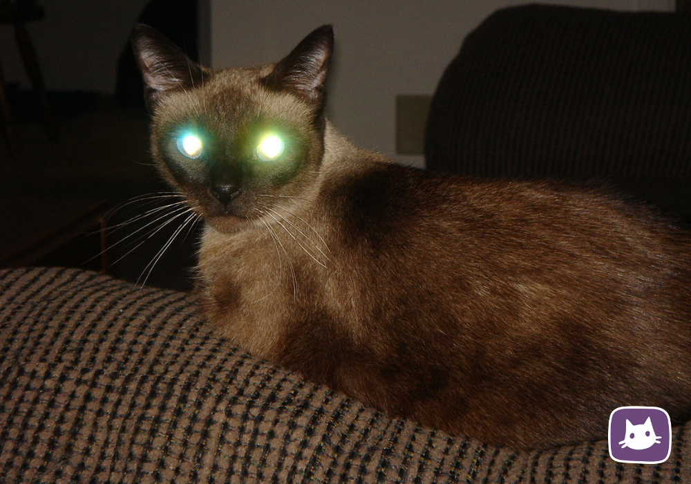 светящиеся глаза кошки
