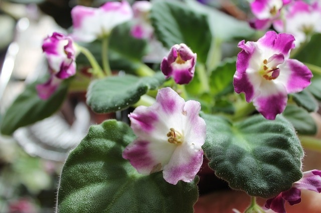 Листья обрезать лучше ножницами с острыми кончиками. Кстати, неплохие ножницы бывают в "Фикс Прайсе", я на сезон покупаю 4 штуки. С прошлой весны остались двое, вполне достойные ножницы, пользуюсь одними постоянно.