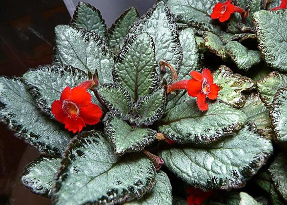 Эписция Серебряные небеса (Silver Heaven) 
