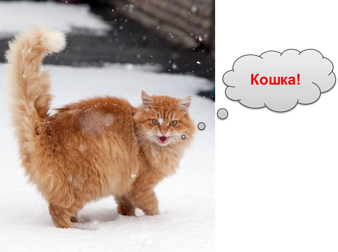 Сибирская рыжая