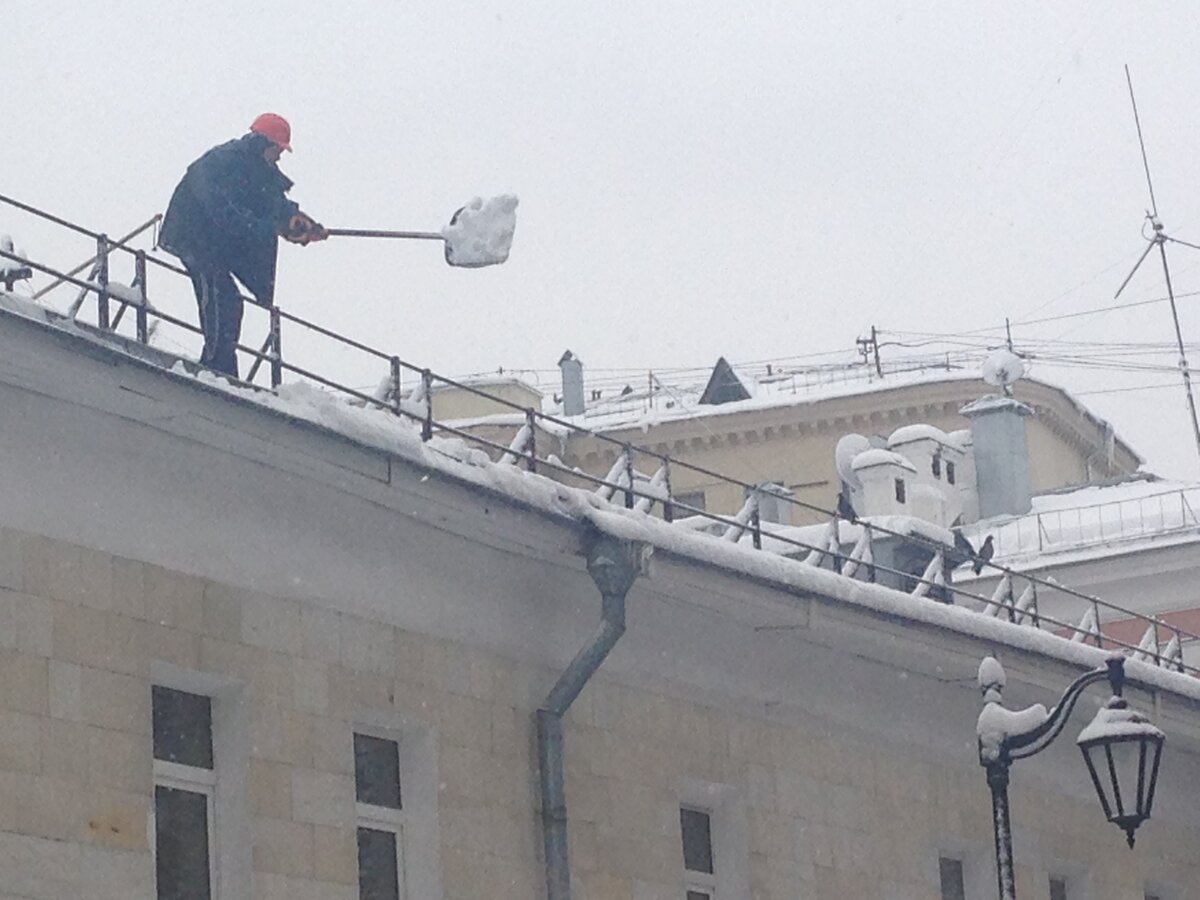 Голубь упал с крыши что делать