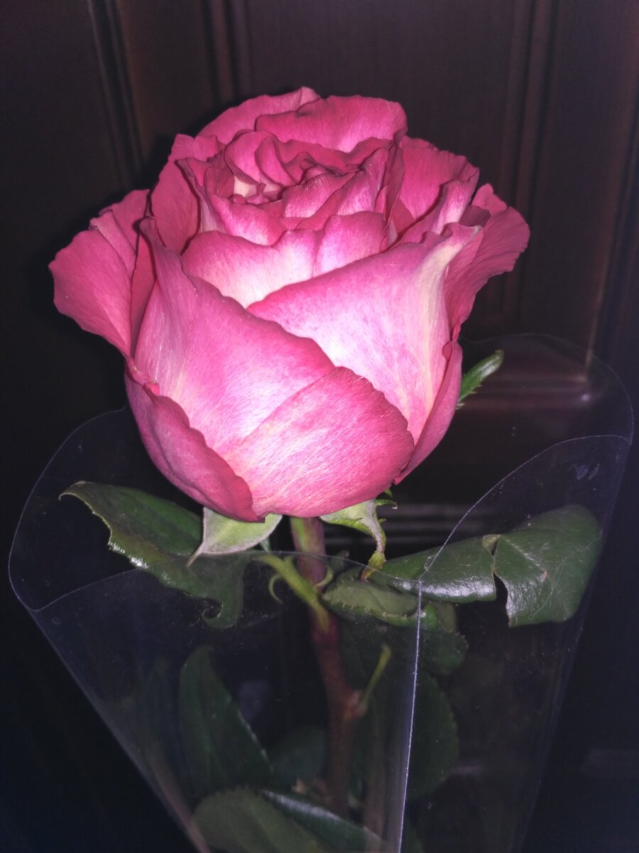 Розочку тем, кто остался без цветов