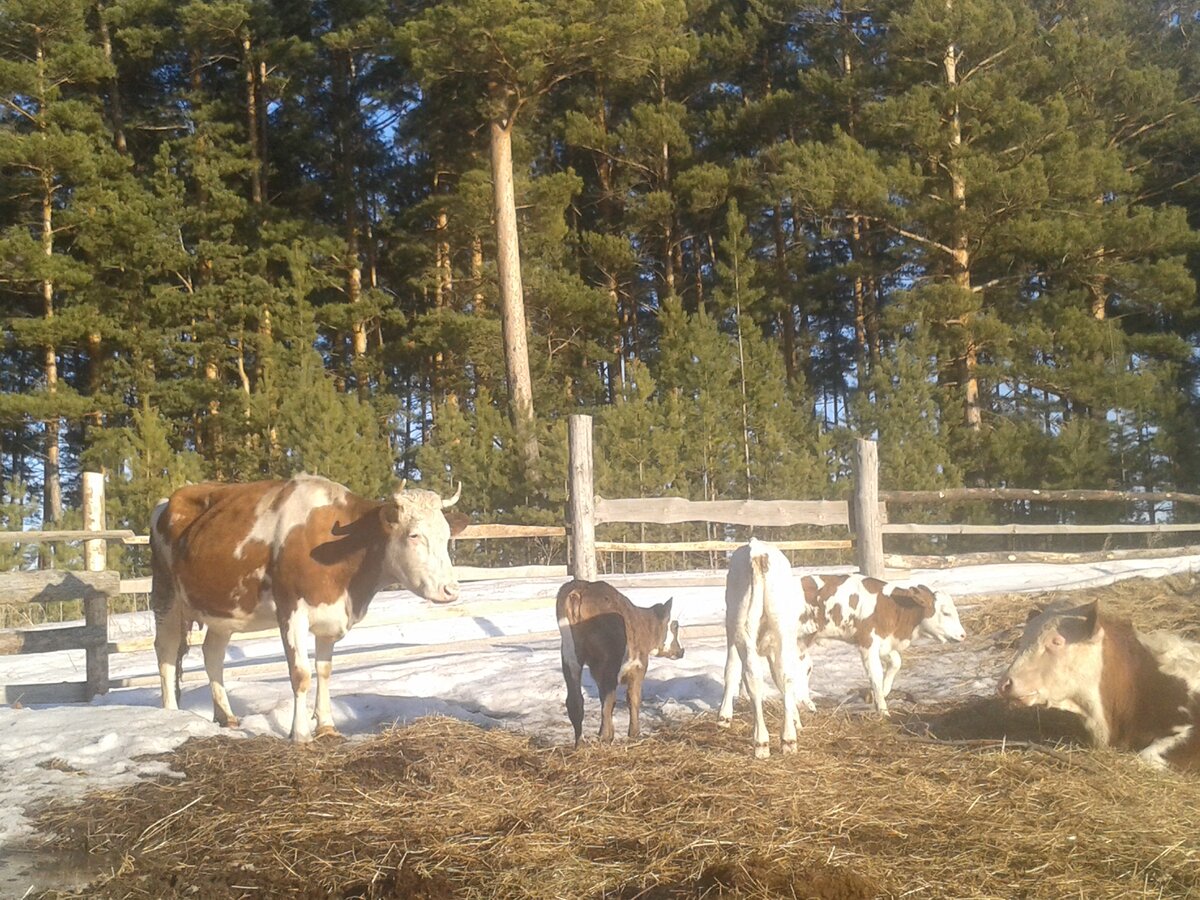 Первая прогулка.