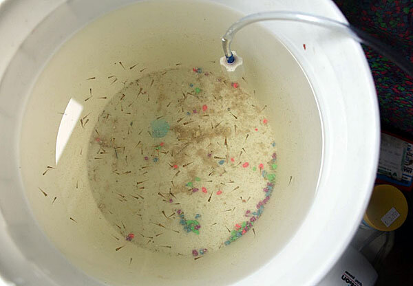 Источник фото: fishtankmaintenance.net