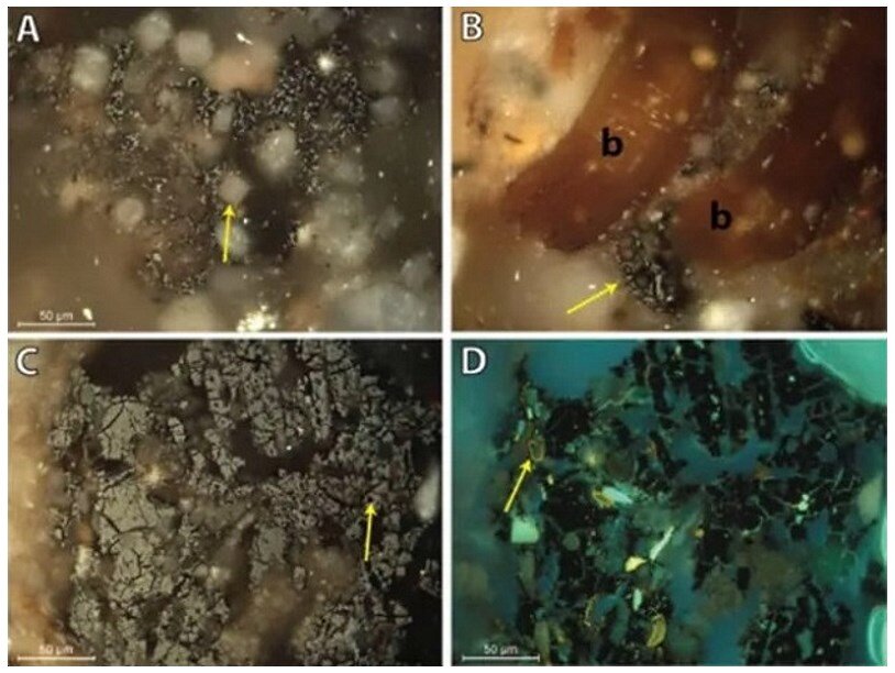 Фрагменты органики, найденные в кострищах. Фото: C. Larbey