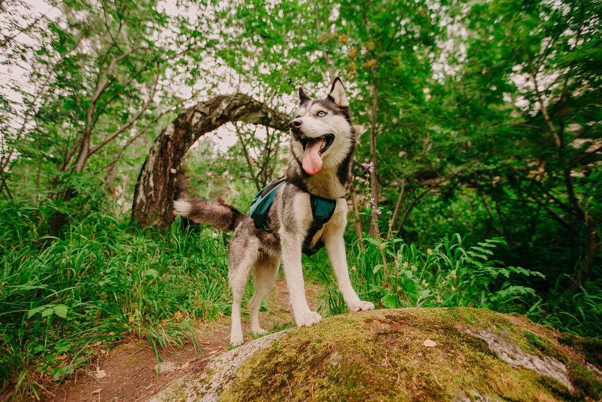 Моя собака Альфа в рюкзаке с AliExpress. Плюсы и минусы данной модели описаны в конце материала