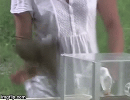 Попугай справляется с данным раундом.