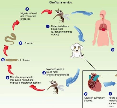 Дирофиляриоз у человека в картинках