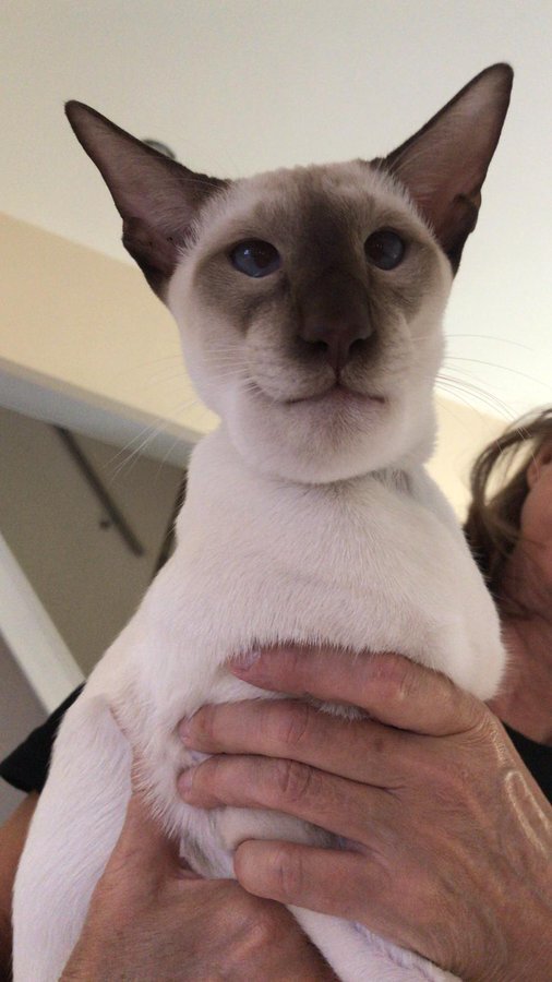 Georgia Diebelius · 5 мая 2019 г.My cousin's cat ate a wasp and I cannot breathe
