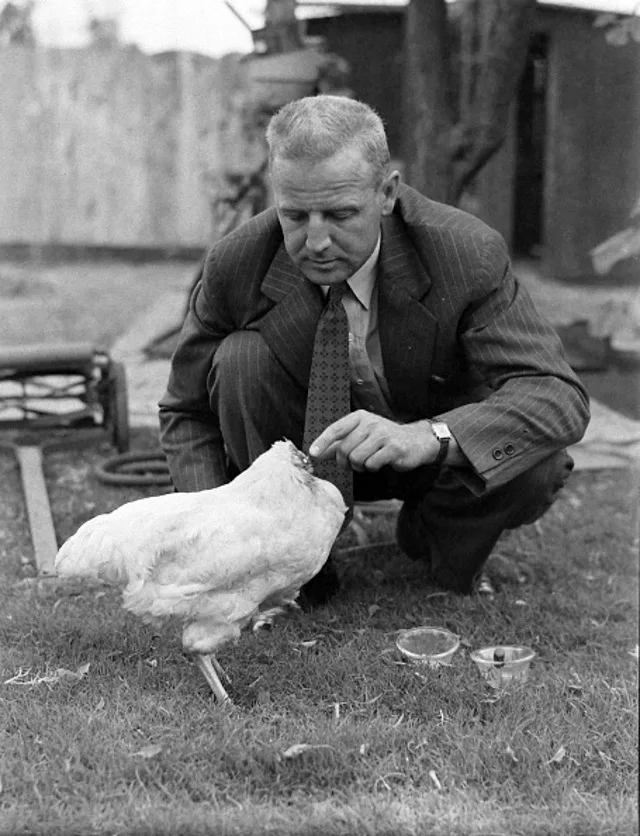 Безголовый. Безголовый цыпленок майк. Безголовый цыпленок майк. Безголовый цыпленок майк. Безголовый.