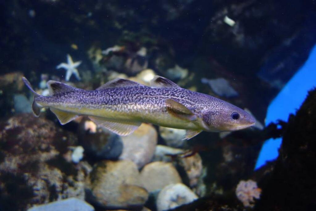 Дальневосточная рыба. Eleginus navaga. Навага (Eleginus navaga. Eleginus gracilis. Узкая рыба.