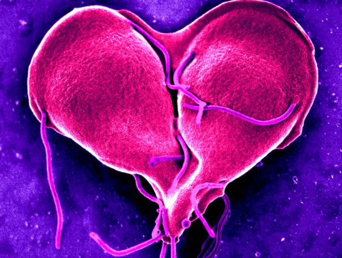 Цифровая цветная сканирующая электронная микрофотография, изображающая простейший лямблиоз, пойманный на поздней стадии деления клеток, с образованием сердцевидной формы. Большинство простейших, или одноклеточных эукариот, размножаются бесполым путем, но есть свидетельства того, что лямблии могут размножаться и половым путем