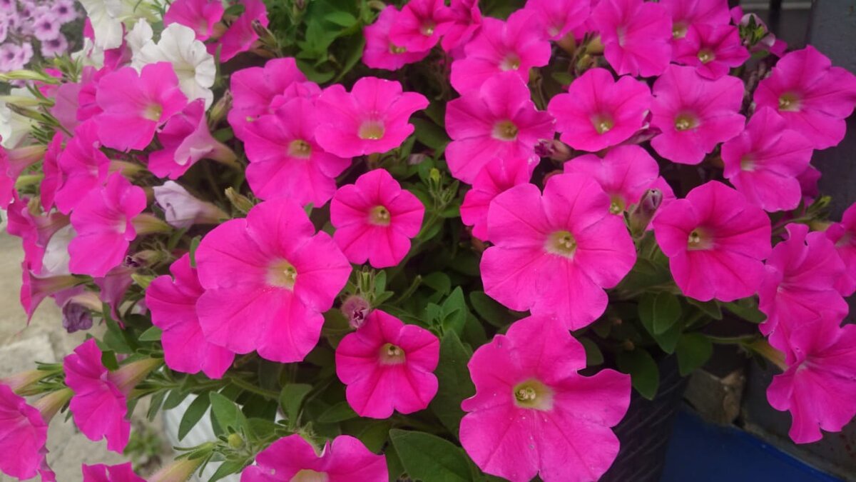 Петуния в начале лета. Хорошая плотность цветения.