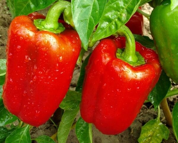 Спелый сладкий перец