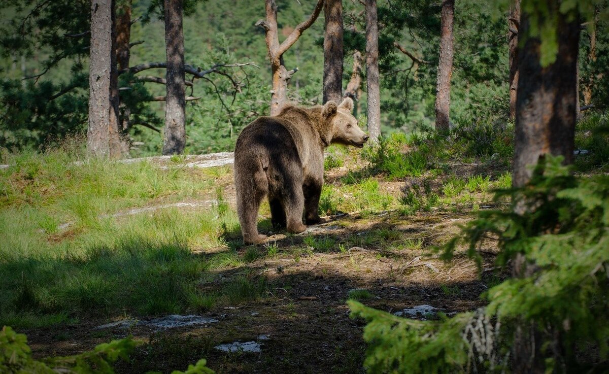 Иллюстрационное фото взято на сайте pxhere.com