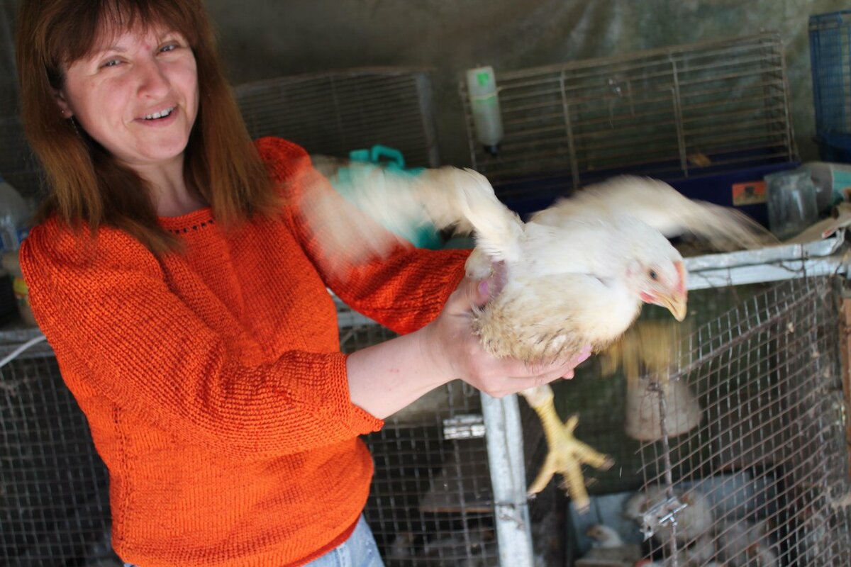 Двухнедельный бройлер.