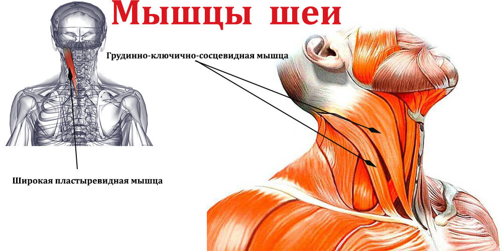 Растяжка: 12 упражнений и советы тренера