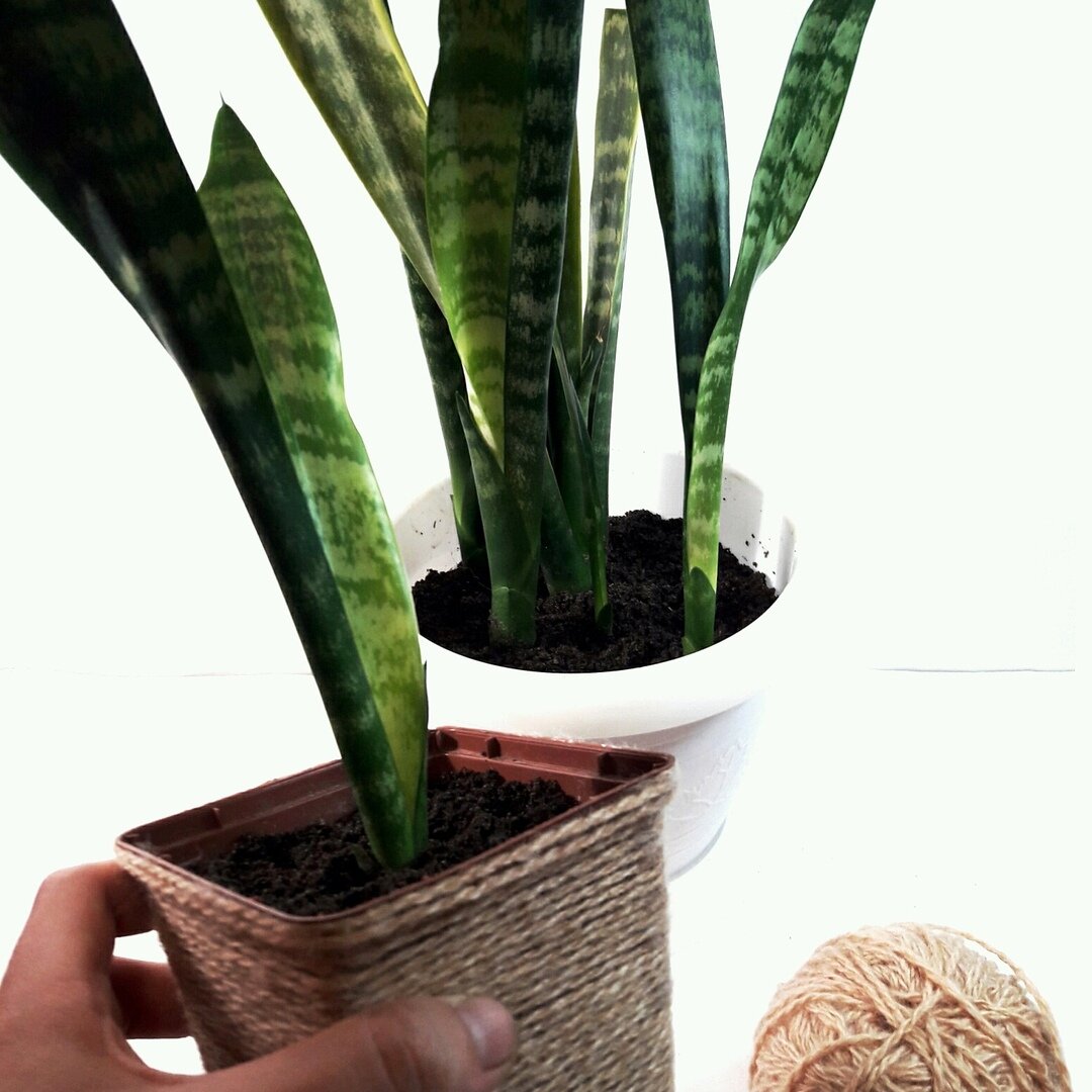 Сансевиерия